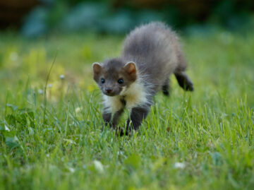 beautiful-cute-beech-marten Versicherungsmakler Essen